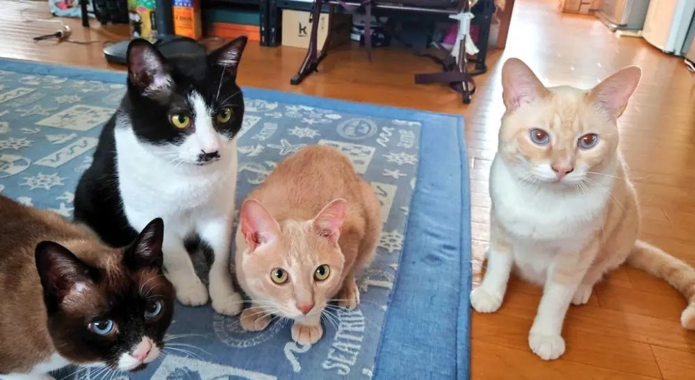 これくださいニャ! 包装紙を所望する愛猫