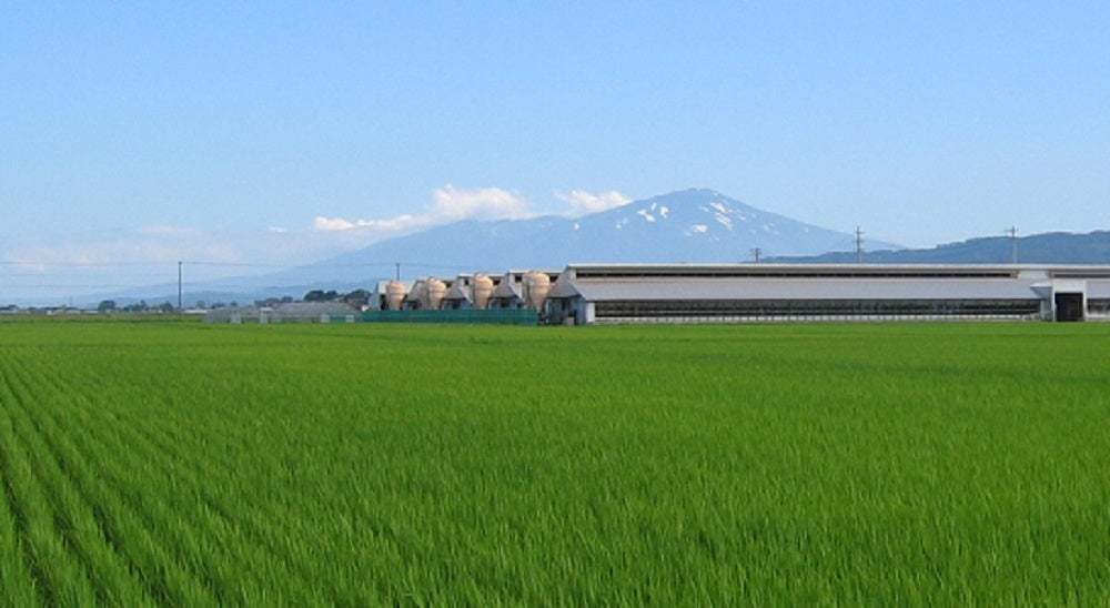霜降りがとろける味わいの“幻の金華豚”をほのかに甘い“黄金だし”で食べる「金華豚しゃぶしゃぶ」