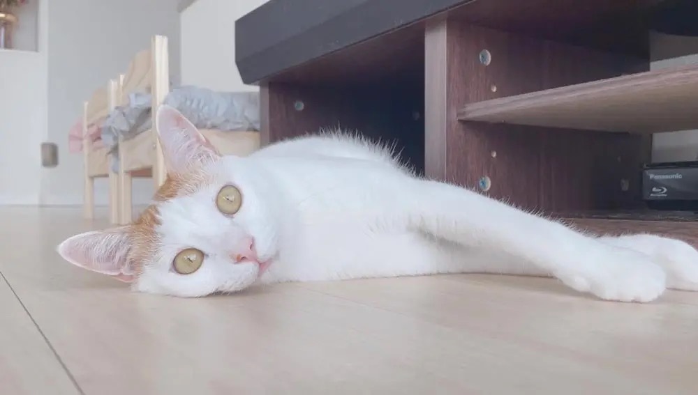 飼い主さんのウエスト紐をほどいて「ドヤ」　元保護猫が見せる無邪気な遊び