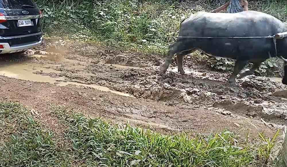 すさまじいパワーを披露するスイギュウ。ぬかるみにハマっていた車をなんと1頭だけで引き上げてしまいました！！【海外・動画】