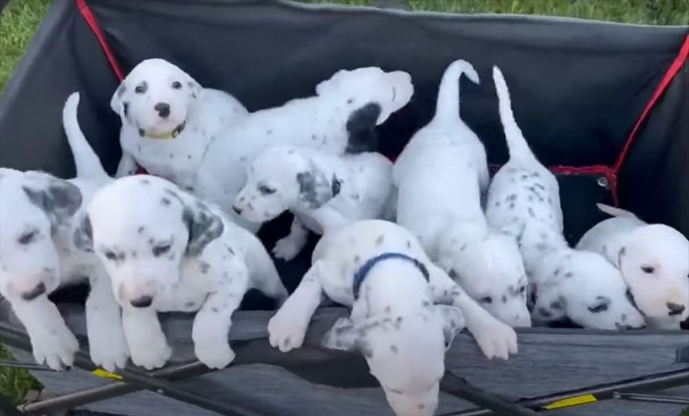 ワゴンに乗せられた生まれたばかりのダルメシアンの子犬たち。みんなでワゴンから身を乗り出していて、お庭で遊びたいみたいです！！【動画】