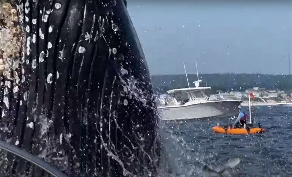 静かな海に、突如宙を舞うようにして魚の群れが現れた！その後を追うように姿を見せたのは・・、『あの海洋生物』でした！！【アメリカ・動画】