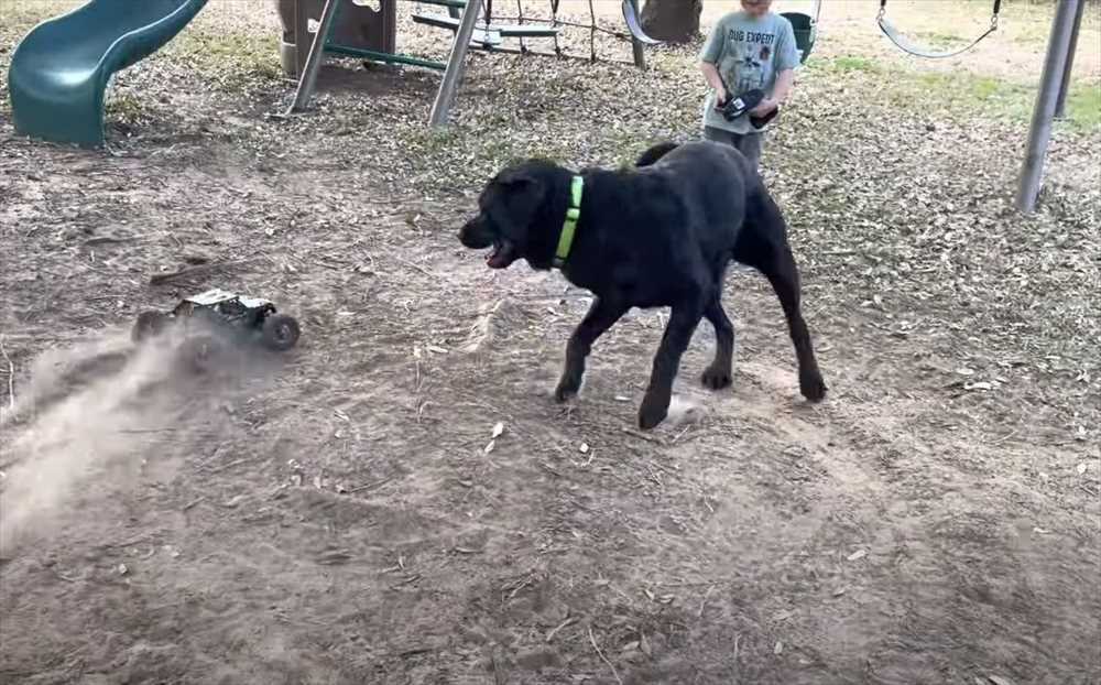 最後にアクシデント発生！ラジコンカーを巧みに操り愛犬と遊ぶ男の子。愛犬はラジコンカーを追い回すのに夢中になりすぎて・・【アメリカ・動画】