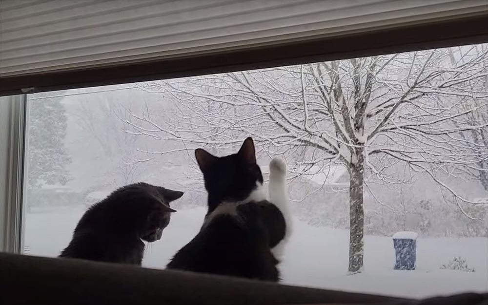 降雪に魅せられた猫たち。大雪が降る様子を眺めたり、なんとか雪をキャッチしてみせようとする姿がかわいい！！【アメリカ・動画】