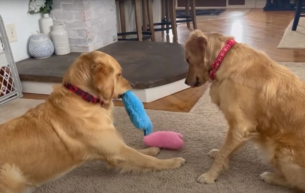 愛犬たちがぬいぐるみを奪い合い！！激しい戦いが繰り広げられるかと思ったら、意外とあっさり終わっちゃった・・・