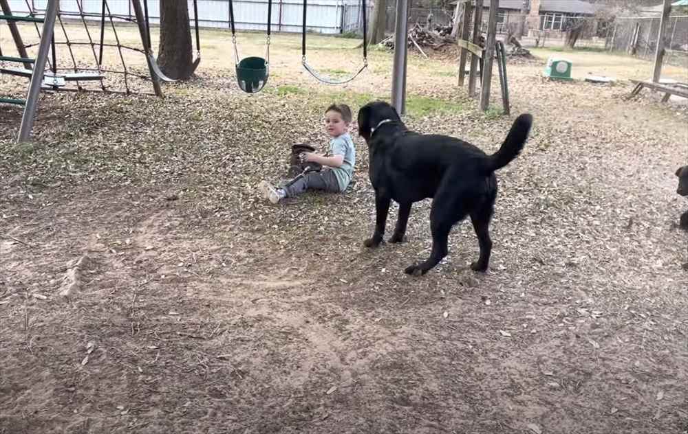 最後にアクシデント発生！ラジコンカーを巧みに操り愛犬と遊ぶ男の子。愛犬はラジコンカーを追い回すのに夢中になりすぎて・・【アメリカ・動画】