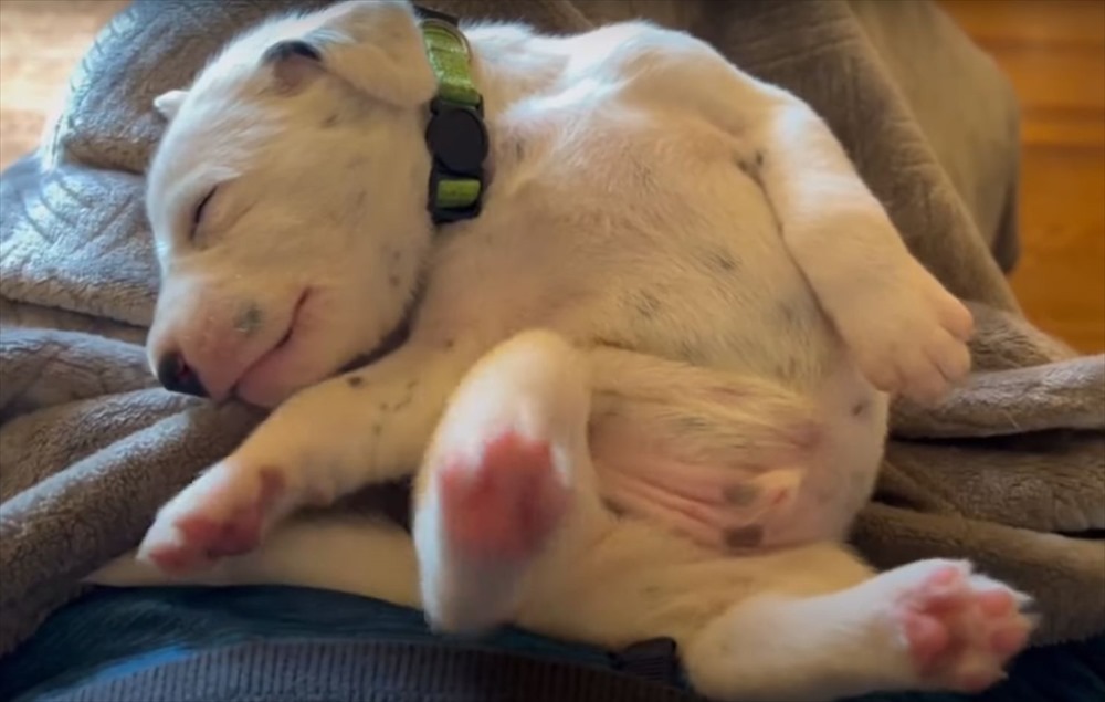 どんな夢を見ているんだろう？お昼寝中になにかを蹴るような仕草をしているダルメシアンの子犬。それでもぐっすり寝ています【海外・動画】