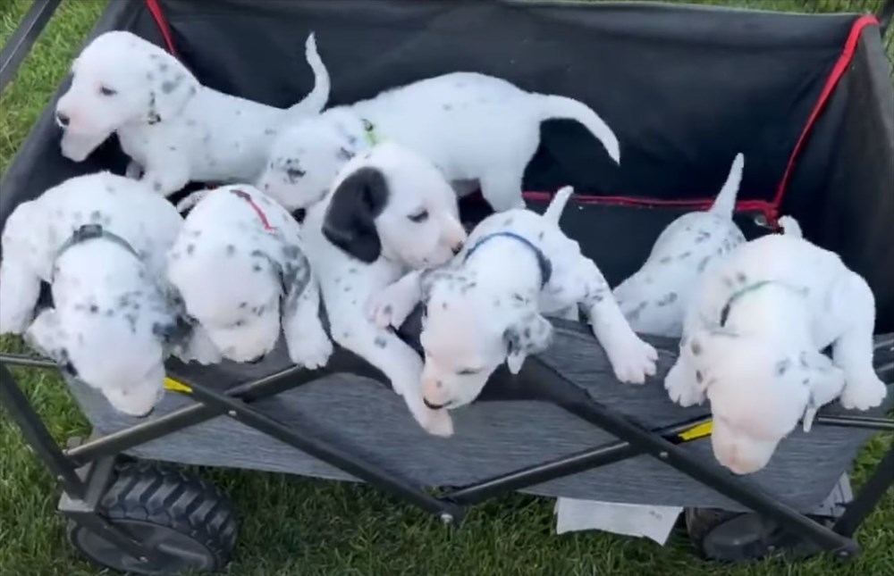 ワゴンに乗せられた生まれたばかりのダルメシアンの子犬たち。みんなでワゴンから身を乗り出していて、お庭で遊びたいみたいです！！【動画】