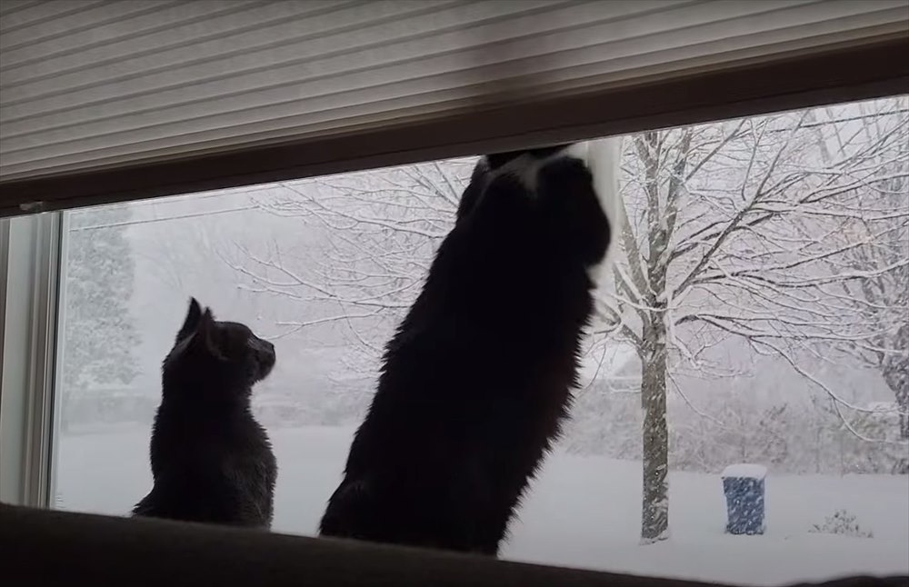 降雪に魅せられた猫たち。大雪が降る様子を眺めたり、なんとか雪をキャッチしてみせようとする姿がかわいい！！【アメリカ・動画】