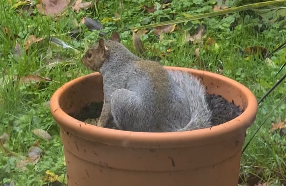 植木鉢は野生のリスにとって格好の遊び場？！砂浴びをする姿が楽しそう！！【海外・動画】