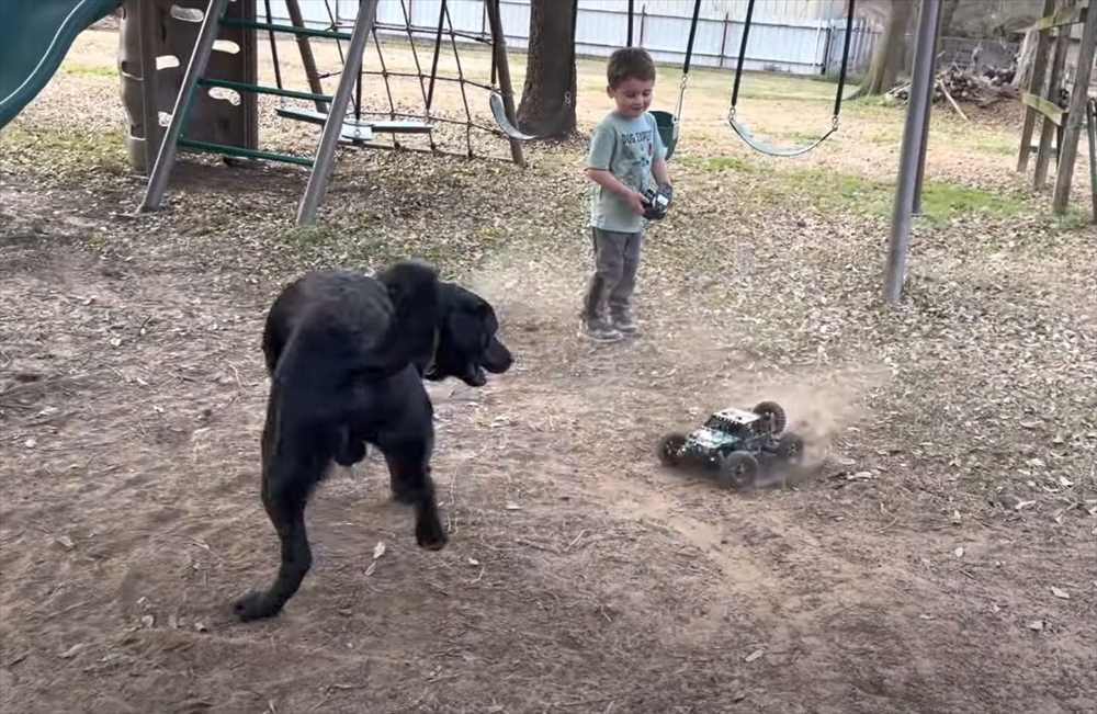 最後にアクシデント発生！ラジコンカーを巧みに操り愛犬と遊ぶ男の子。愛犬はラジコンカーを追い回すのに夢中になりすぎて・・【アメリカ・動画】