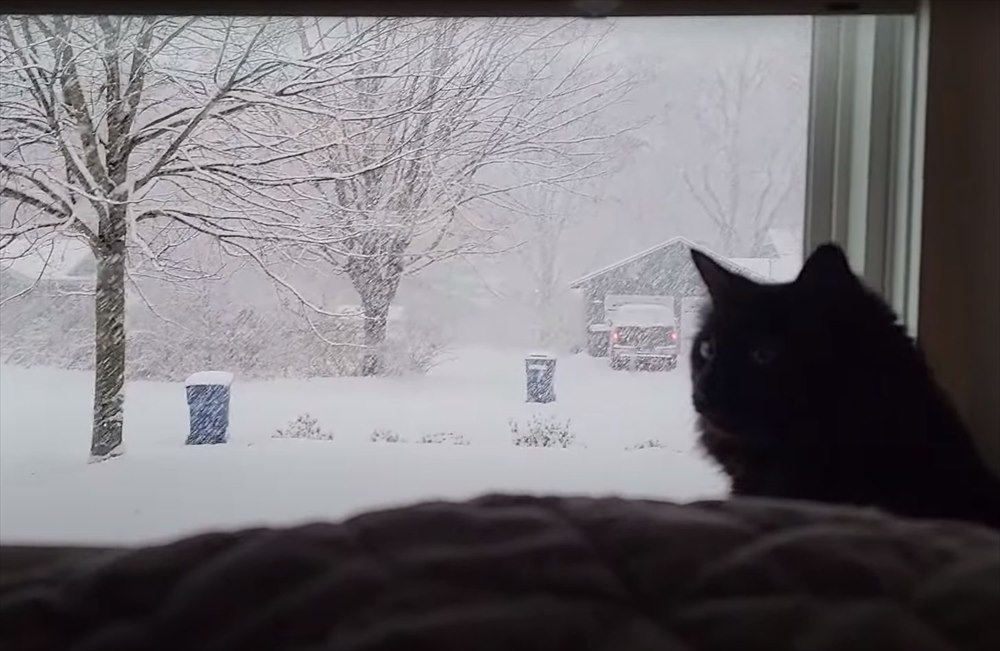 降雪に魅せられた猫たち。大雪が降る様子を眺めたり、なんとか雪をキャッチしてみせようとする姿がかわいい！！【アメリカ・動画】