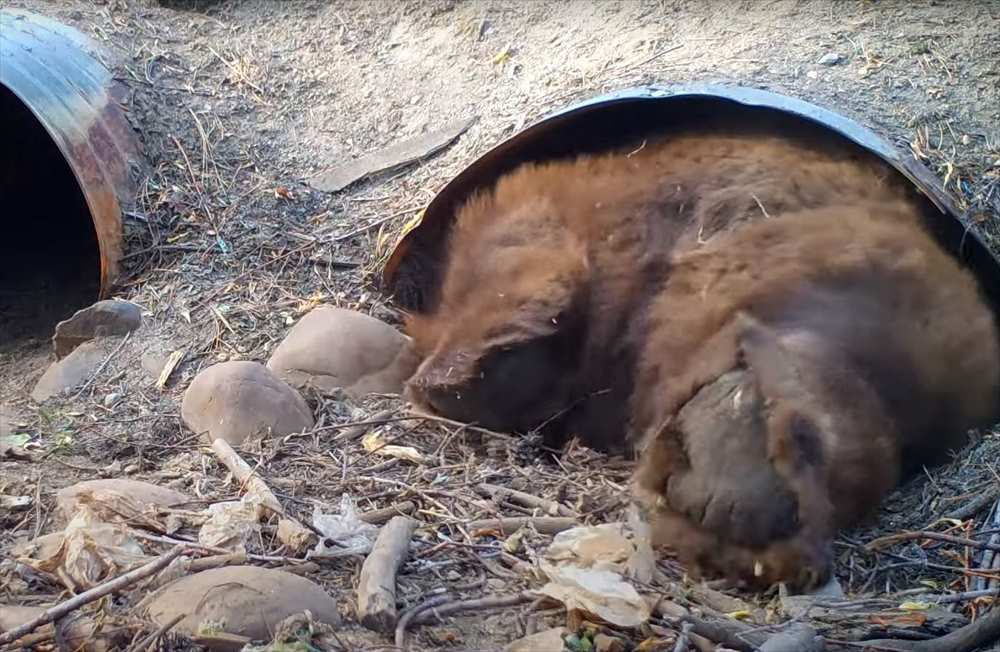 その大きな体でよく潜り込めたね？涼しい場所を求めてか、体の大きなあの猛獣が暗渠の狭いスペースに入っていきました！！【アメリカ・動画】