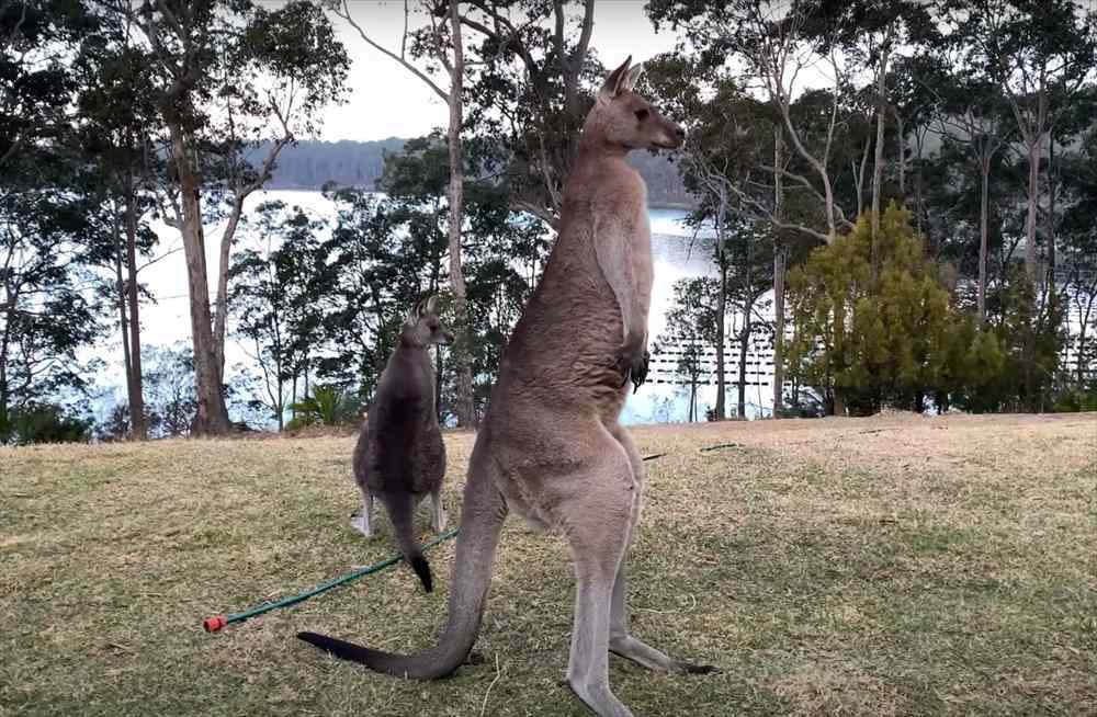 大きく体をのけぞらせるカンガルー。繰り返し行うこの動き、どうやら体を大きく見せようとしてみるみたいです！！【海外・動画】