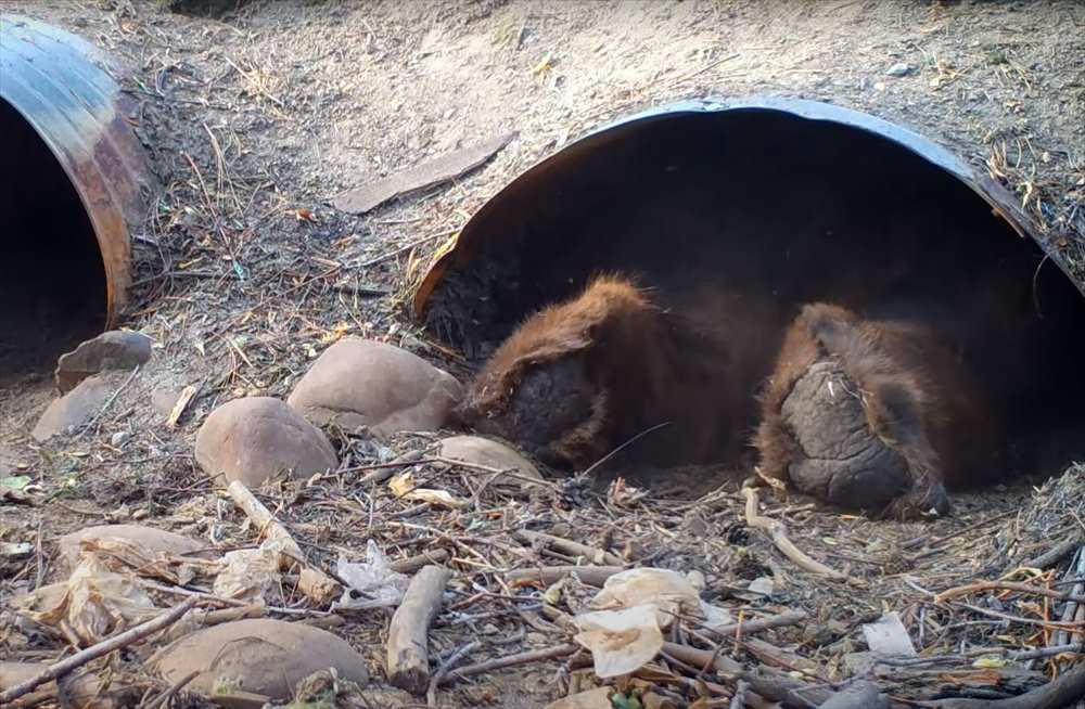 その大きな体でよく潜り込めたね？涼しい場所を求めてか、体の大きなあの猛獣が暗渠の狭いスペースに入っていきました！！【アメリカ・動画】