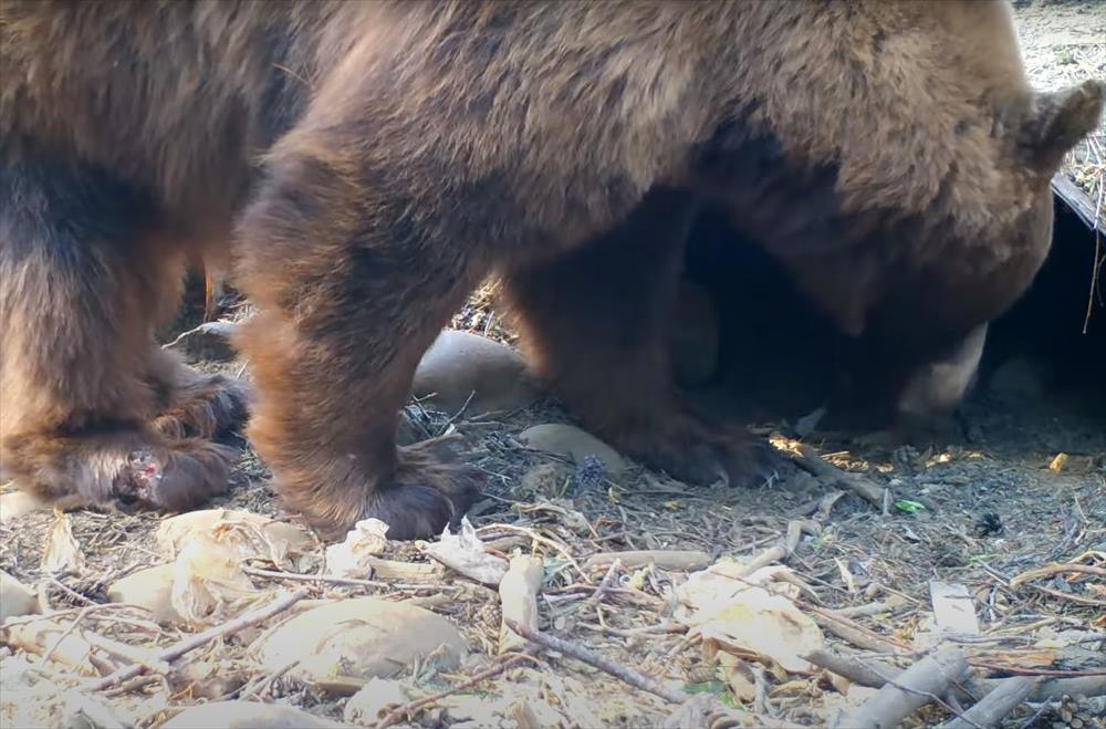 その大きな体でよく潜り込めたね？涼しい場所を求めてか、体の大きなあの猛獣が暗渠の狭いスペースに入っていきました！！【アメリカ・動画】