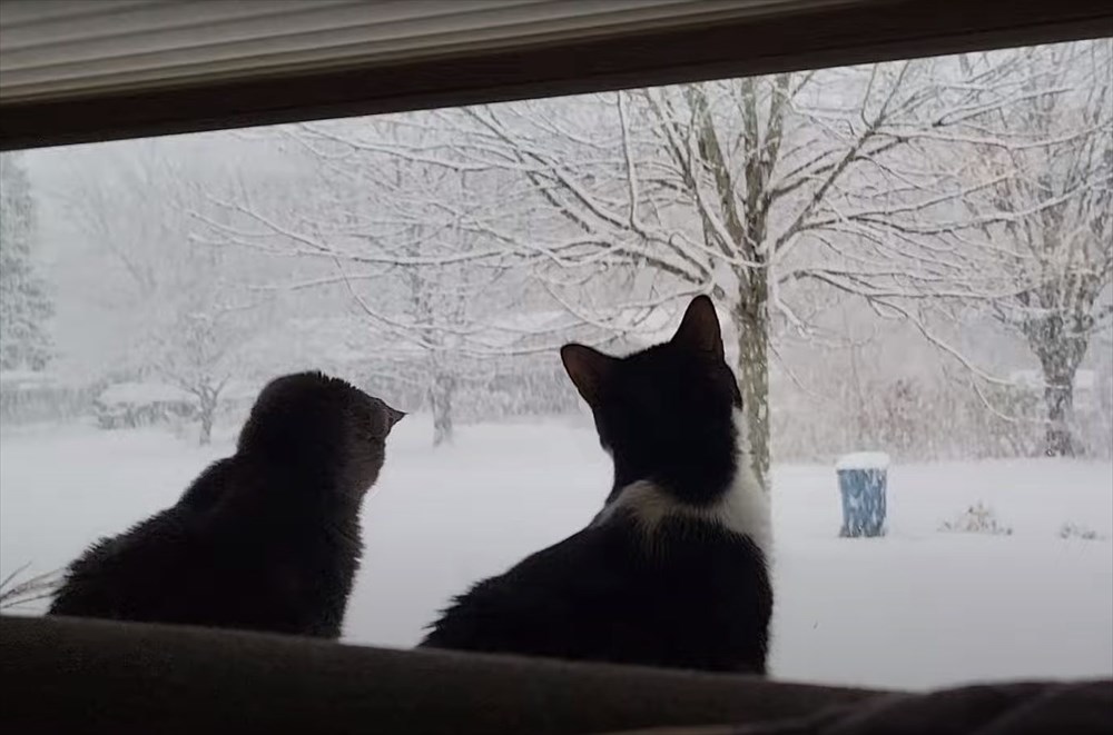 降雪に魅せられた猫たち。大雪が降る様子を眺めたり、なんとか雪をキャッチしてみせようとする姿がかわいい！！【アメリカ・動画】