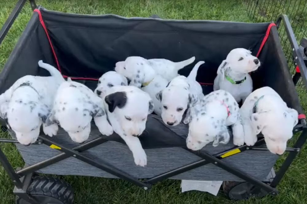 ワゴンに乗せられた生まれたばかりのダルメシアンの子犬たち。みんなでワゴンから身を乗り出していて、お庭で遊びたいみたいです！！【動画】