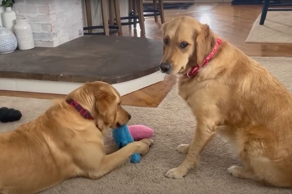 愛犬たちがぬいぐるみを奪い合い！！激しい戦いが繰り広げられるかと思ったら、意外とあっさり終わっちゃった・・・