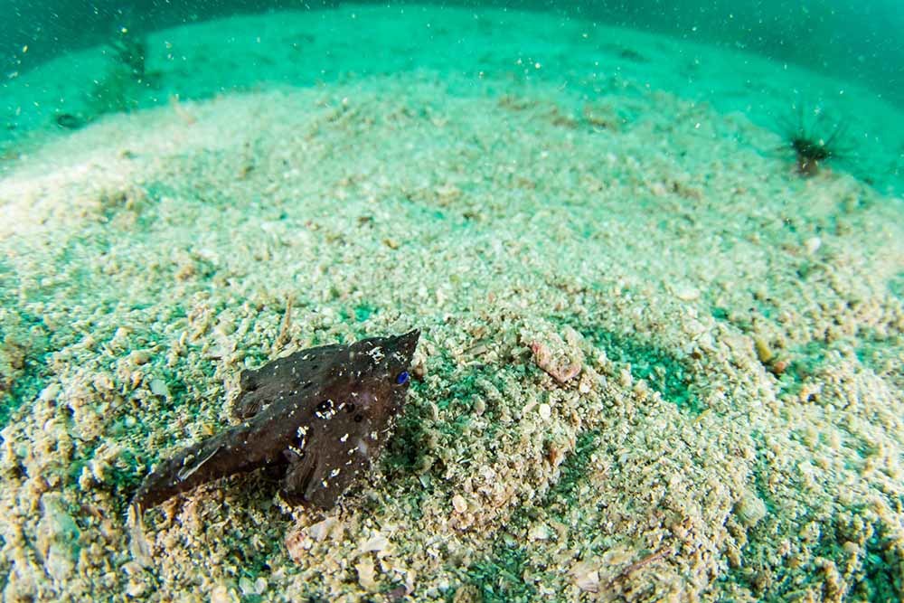 生きている姿が見られるのは超レア！　深海魚・ワヌケフウリュウウオの撮影に成功