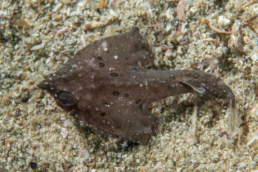 生きている姿が見られるのは超レア！　深海魚・ワヌケフウリュウウオの撮影に成功