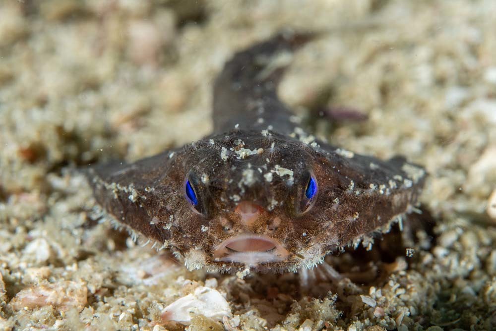 生きている姿が見られるのは超レア！　深海魚・ワヌケフウリュウウオの撮影に成功