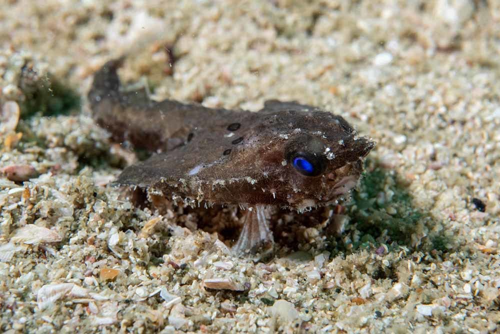 生きている姿が見られるのは超レア！　深海魚・ワヌケフウリュウウオの撮影に成功