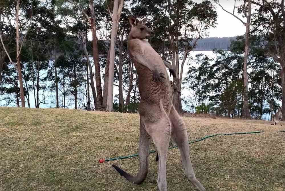 大きく体をのけぞらせるカンガルー。繰り返し行うこの動き、どうやら体を大きく見せようとしてみるみたいです！！【海外・動画】