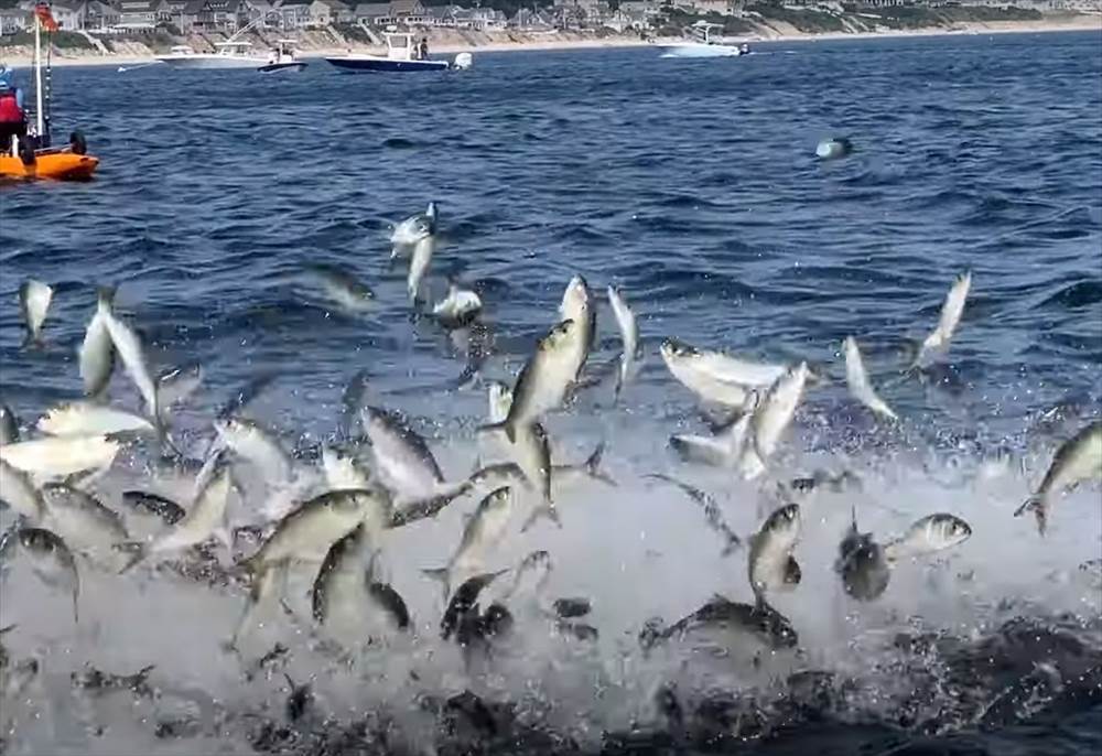 静かな海に、突如宙を舞うようにして魚の群れが現れた！その後を追うように姿を見せたのは・・、『あの海洋生物』でした！！【アメリカ・動画】