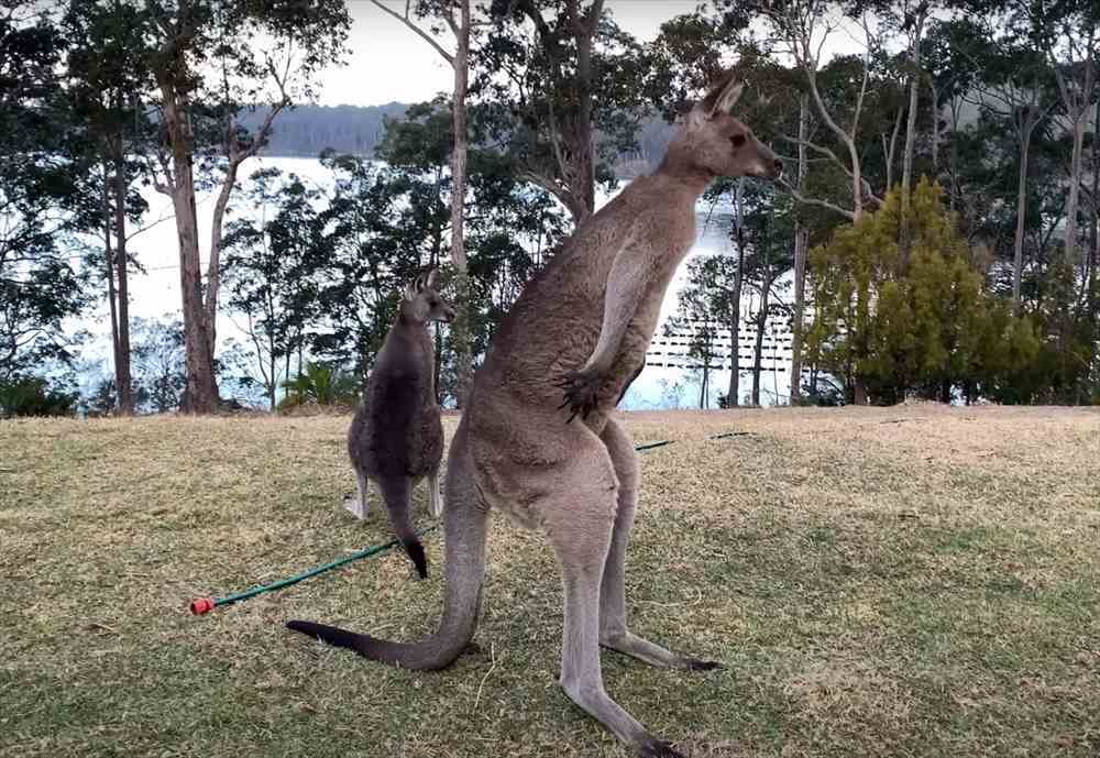 大きく体をのけぞらせるカンガルー。繰り返し行うこの動き、どうやら体を大きく見せようとしてみるみたいです！！【海外・動画】