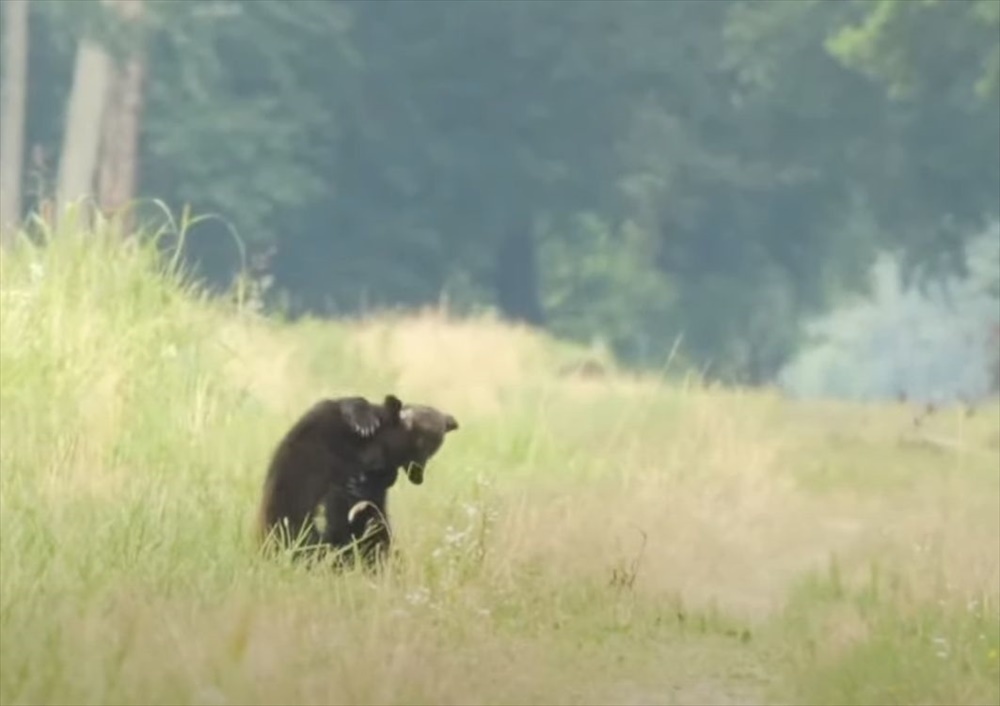 相撲をとっているやんちゃな子グマたち。お母さんに見守られながら、元気に遊んでいるその姿にほっこり【アメリカ・動画】