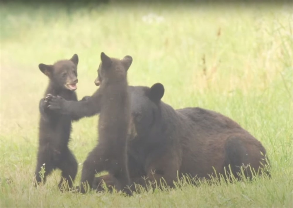 相撲をとっているやんちゃな子グマたち。お母さんに見守られながら、元気に遊んでいるその姿にほっこり【アメリカ・動画】