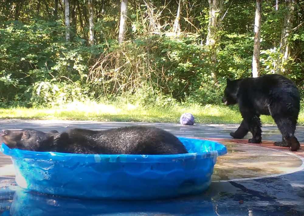 プールで激しい取っ組み合いをするクマ。勝利したクマはプールを独り占め！どうやらプールの奪い合いをしていたみたいです【アメリカ・動画】