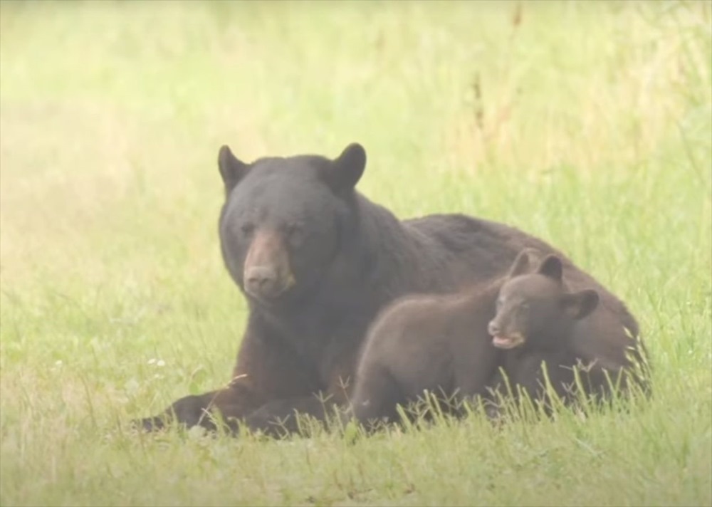 相撲をとっているやんちゃな子グマたち。お母さんに見守られながら、元気に遊んでいるその姿にほっこり【アメリカ・動画】