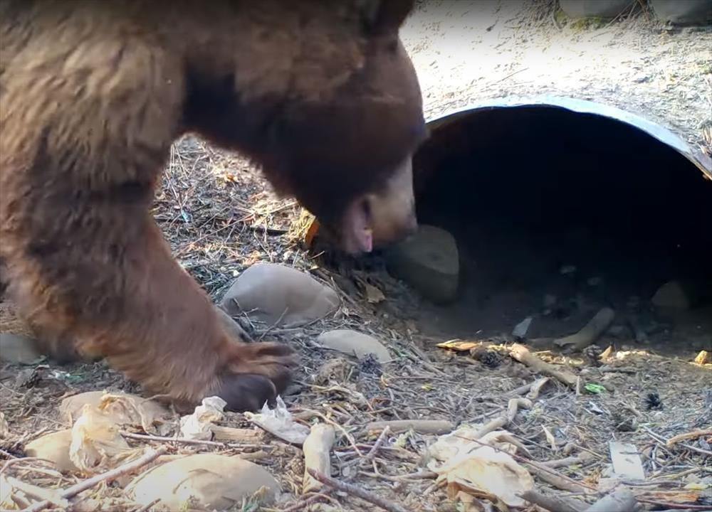 その大きな体でよく潜り込めたね？涼しい場所を求めてか、体の大きなあの猛獣が暗渠の狭いスペースに入っていきました！！【アメリカ・動画】