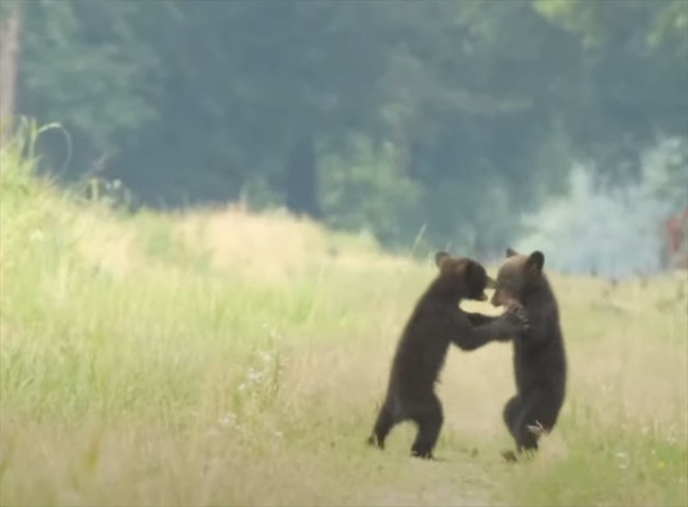 相撲をとっているやんちゃな子グマたち。お母さんに見守られながら、元気に遊んでいるその姿にほっこり【アメリカ・動画】