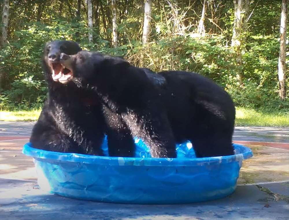 プールで激しい取っ組み合いをするクマ。勝利したクマはプールを独り占め！どうやらプールの奪い合いをしていたみたいです【アメリカ・動画】