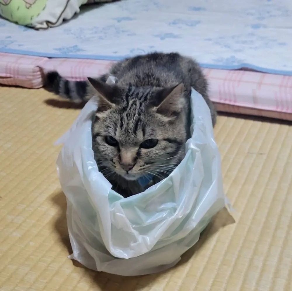 お気に入りの場所はゴミ箱の中　愛猫の好みに飼い主お手上げ