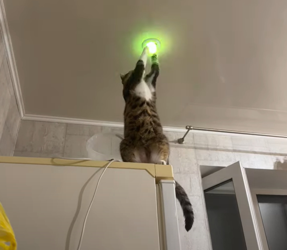 猫は電気工事士！？点かなくなったライトをちょんちょんと触れたら・・電気が点いた！？！？