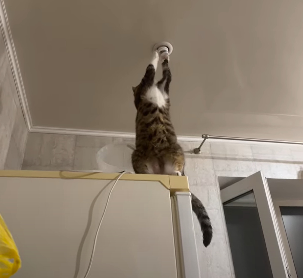 猫は電気工事士！？点かなくなったライトをちょんちょんと触れたら・・電気が点いた！？！？
