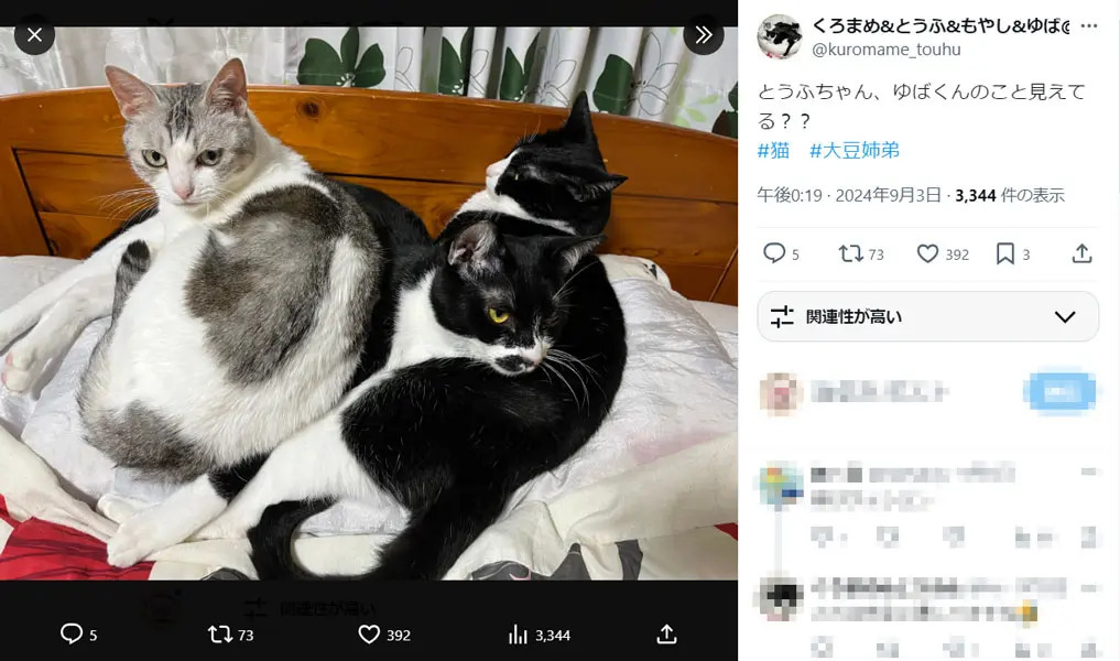 僕のこと見えてる？弟猫を座布団にして寛ぐ猫ちゃん