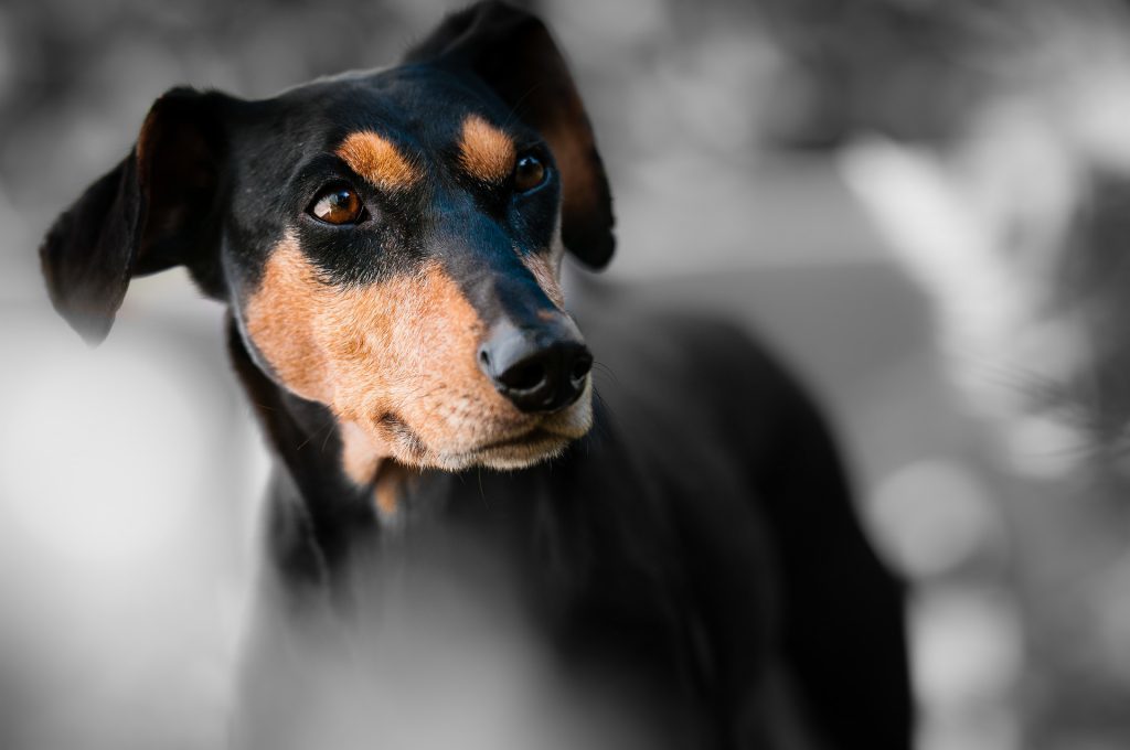 おすすめのペット資格！正しい知識でペットの事をもっと知ろう！犬と猫の飼い主が持っておくとよい資格