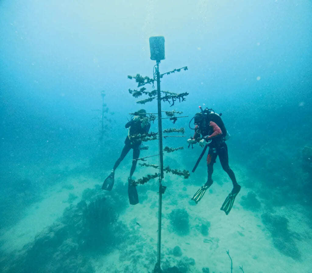 【300m防水、ダイバーズウオッチ】オリス、文字盤に“グレートバリアリーフ”再現！キャリバー400搭載