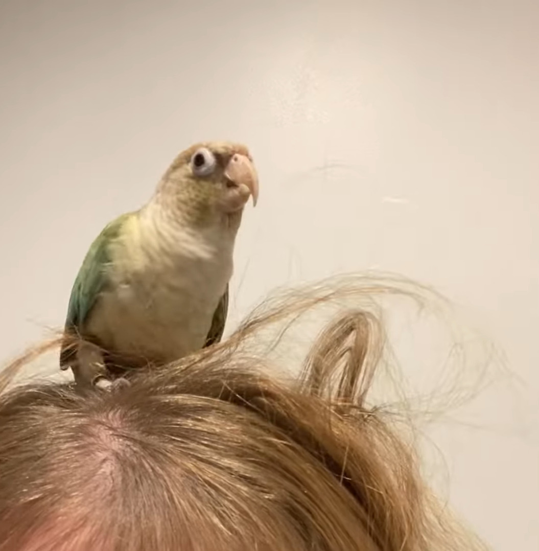 インコはヘアアレンジがしたい？飼い主さんの頭に乗って髪の毛をついばみます！！【海外・動画】