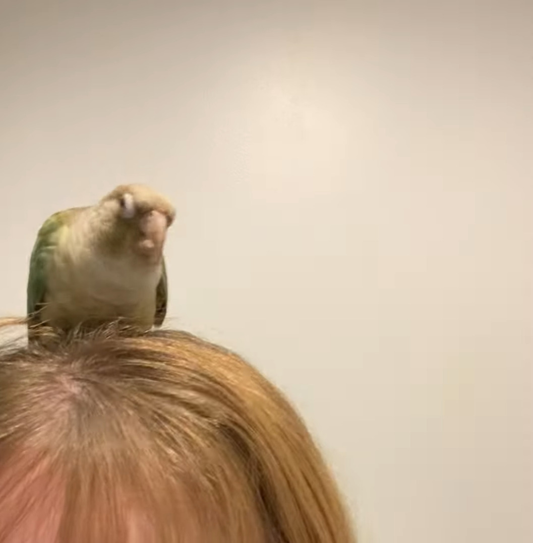 インコはヘアアレンジがしたい？飼い主さんの頭に乗って髪の毛をついばみます！！【海外・動画】