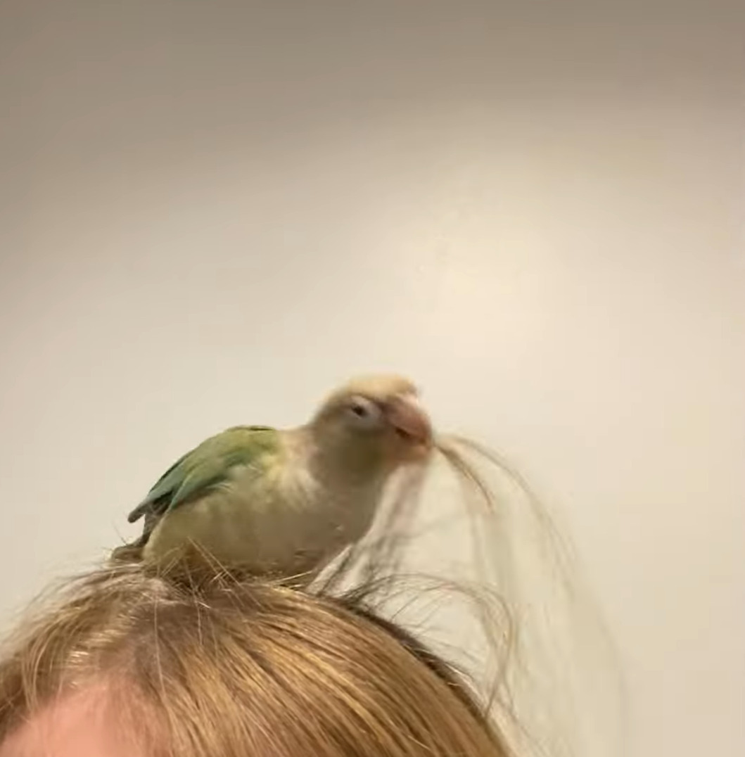 インコはヘアアレンジがしたい？飼い主さんの頭に乗って髪の毛をついばみます！！【海外・動画】