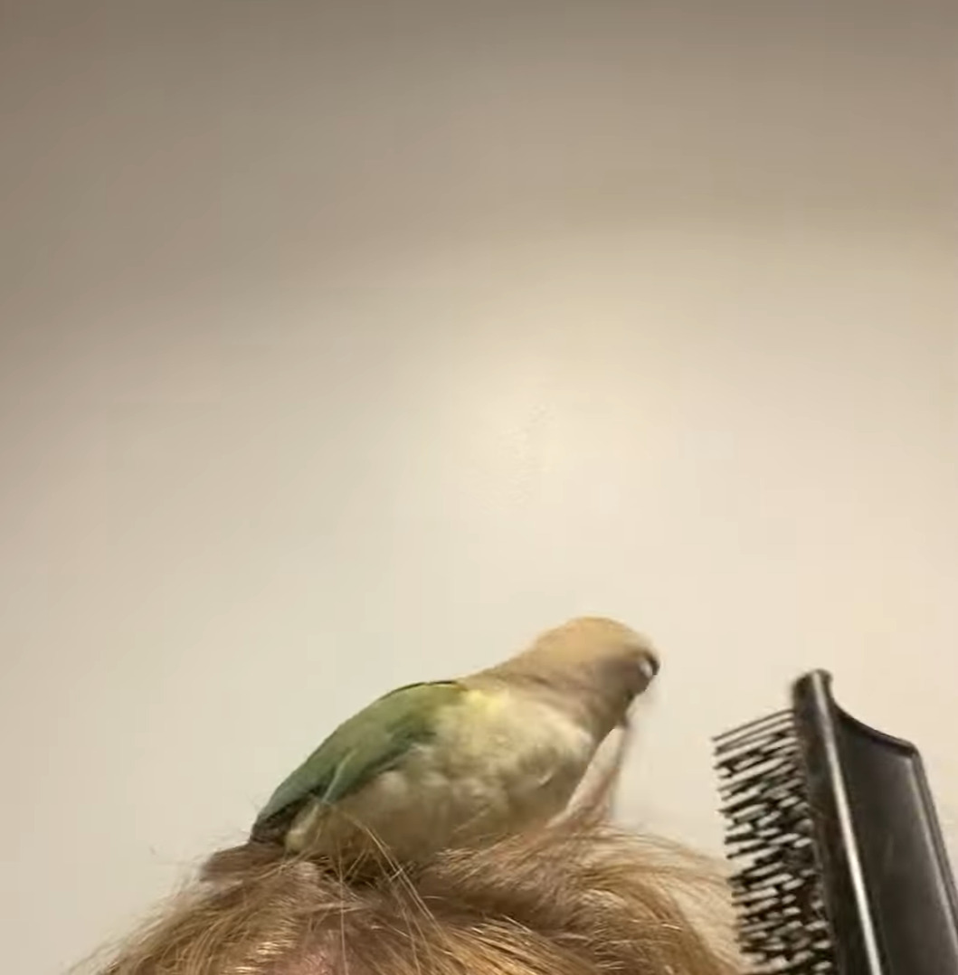 インコはヘアアレンジがしたい？飼い主さんの頭に乗って髪の毛をついばみます！！【海外・動画】