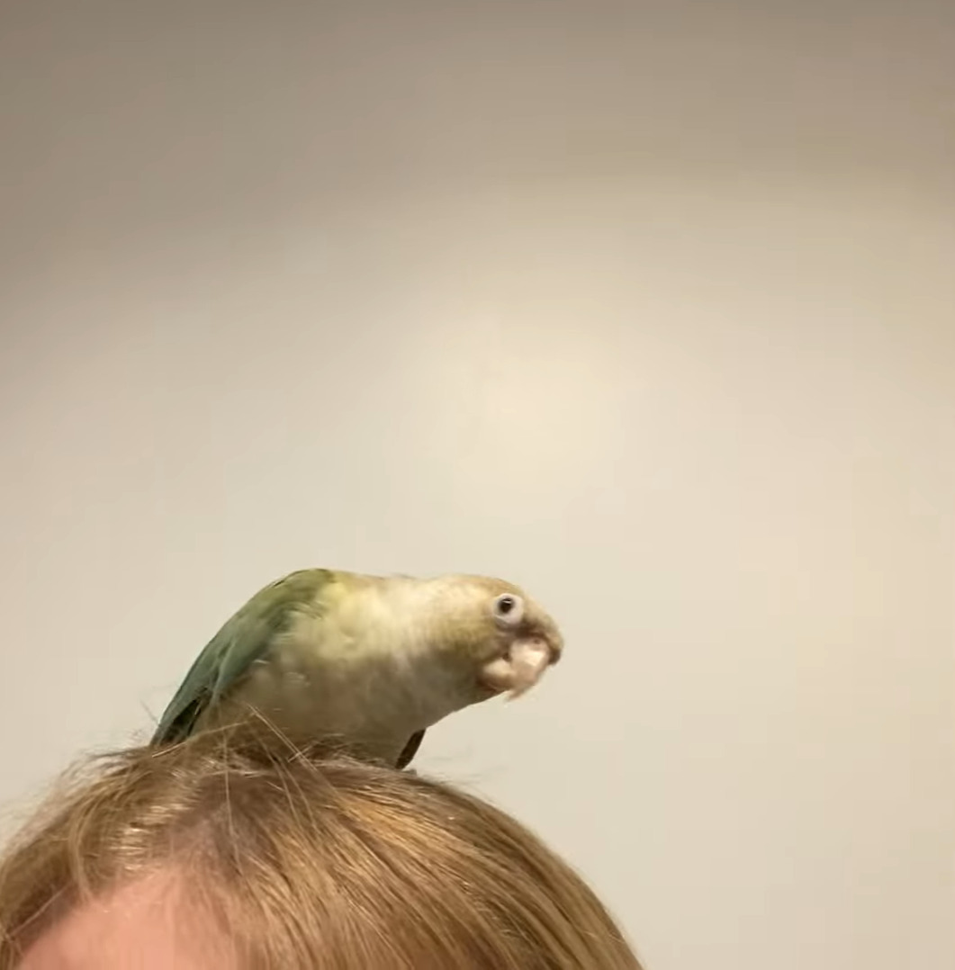 インコはヘアアレンジがしたい？飼い主さんの頭に乗って髪の毛をついばみます！！【海外・動画】