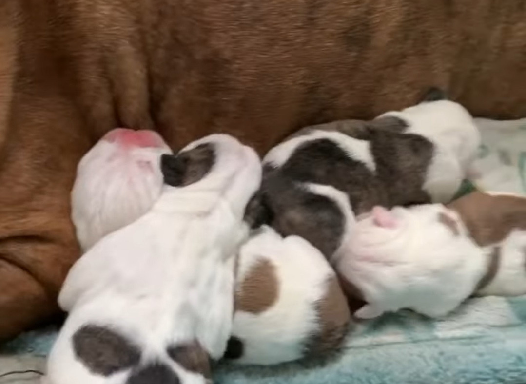 お昼寝中の愛犬。気持ちよさそうにお昼寝しているところを失礼してほっぺを持ち上げさせてもらうと・・あらビックリ！！【アメリカ・動画】