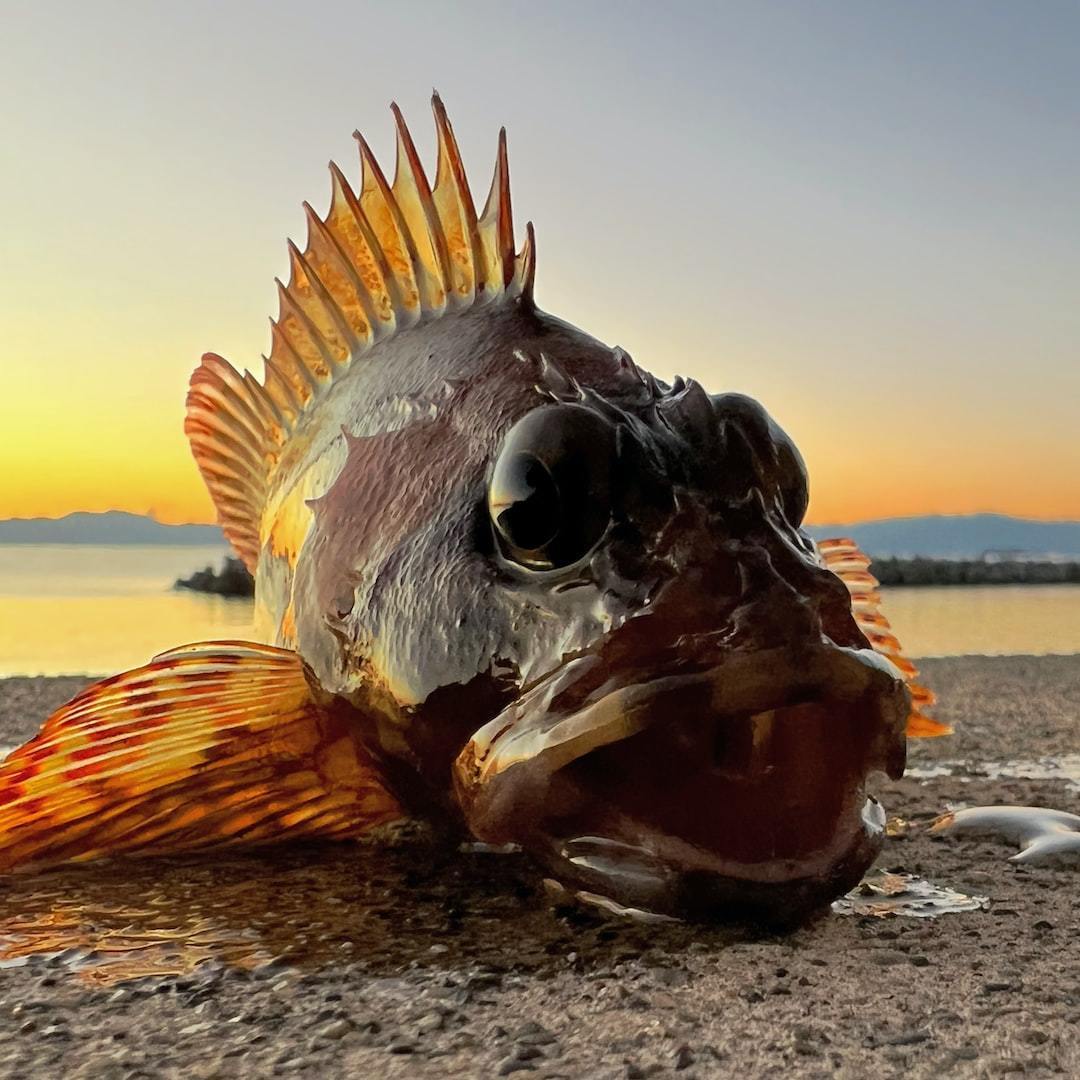 【防波堤でメバル釣り】仕掛けで手軽に!おすすめの仕掛けや釣り方のポイントも!